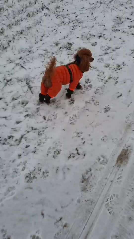 Alles rund um den Pudel-Beitrag-Bild