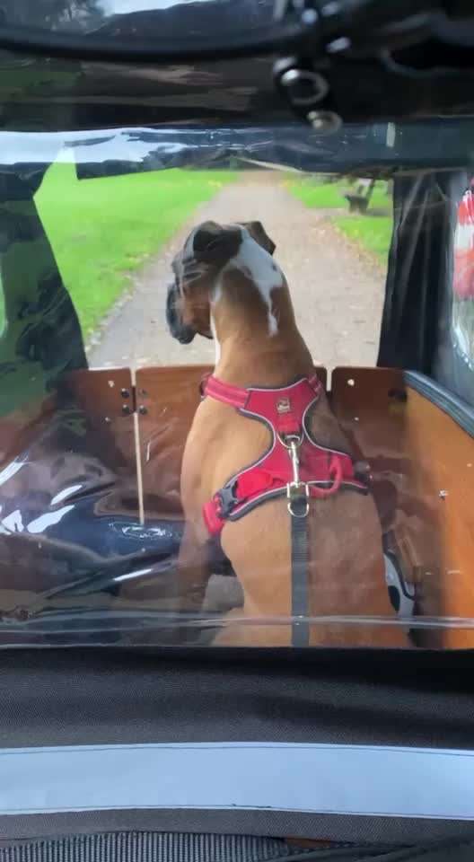 Fahrrad-Anhänger für Hunde oder Lastenrad?-Beitrag-Bild