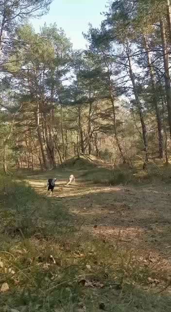 Windhunde - Treffen der besonderen Schönheiten
HERZLICH WILLKOMMEN-Beitrag-Bild