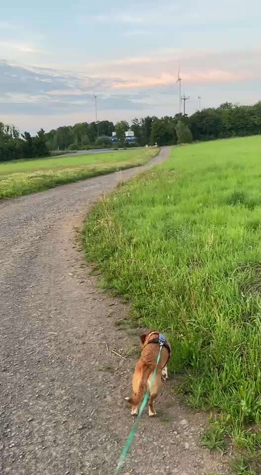 Hund hat Maus gegessen-Beitrag-Bild