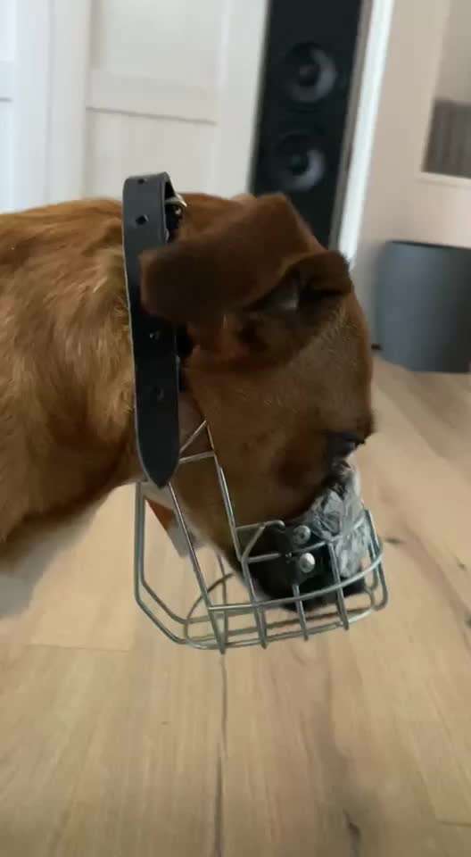 Wie sitzt mein Maulkorb / Maulkorb-Beratung-Beitrag-Bild