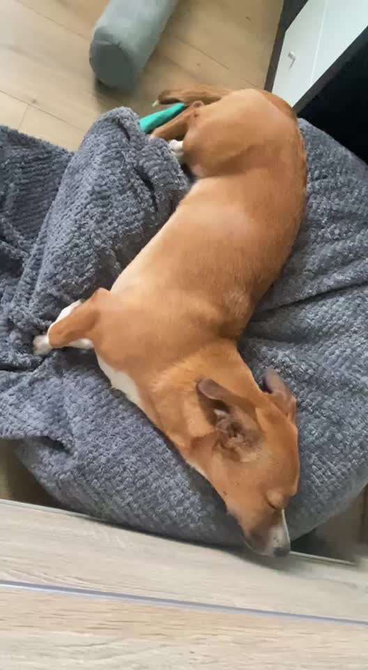 Hundekontakt & Spiel in der Gruppe-Beitrag-Bild