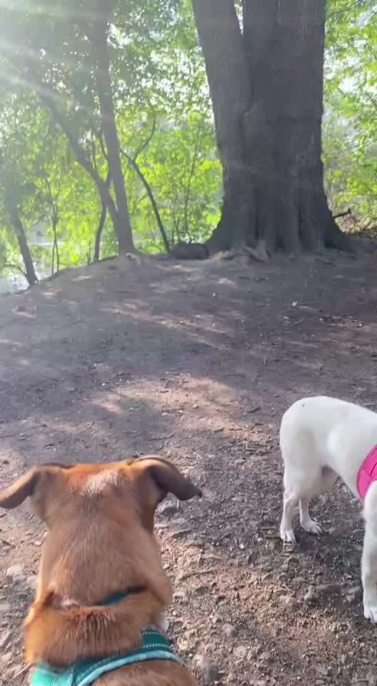 "Wege zur Freundschaft" (Ulli Reichmann)-Beitrag-Bild