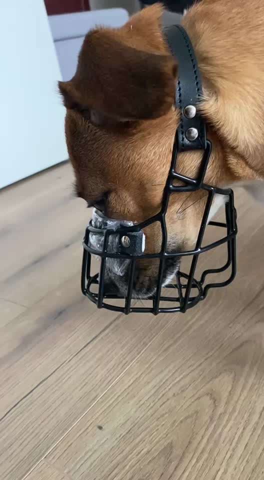 Wie sitzt mein Maulkorb / Maulkorb-Beratung-Beitrag-Bild