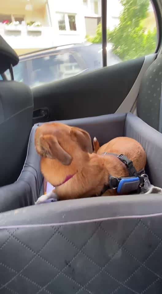 Hecheln bei der Autofahrt - längere Fahrten-Beitrag-Bild