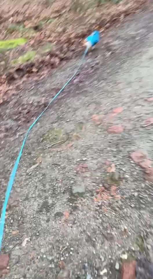 TierschutzhundeStammtisch🐕-Beitrag-Bild