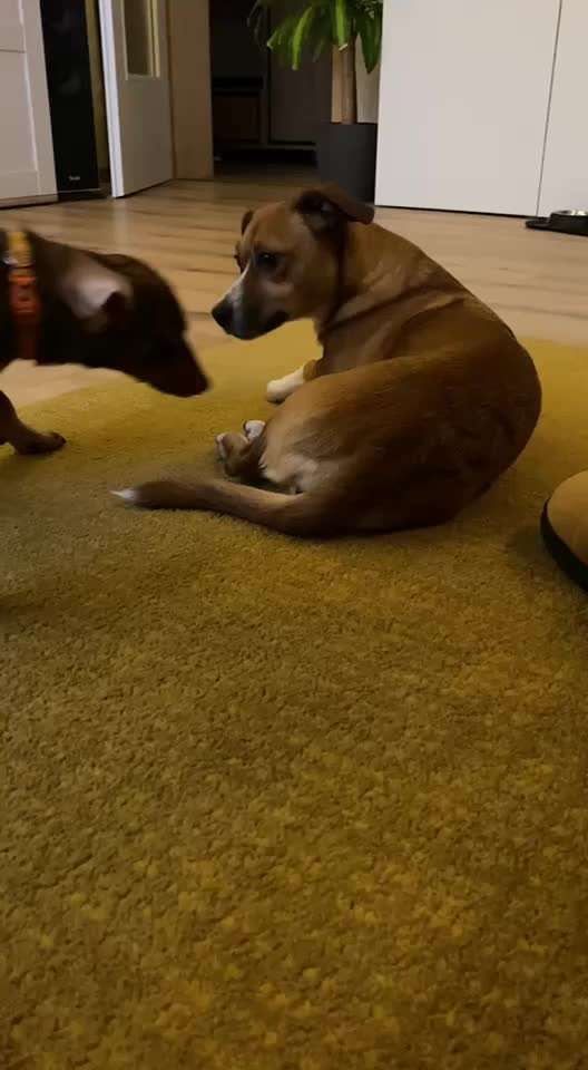 TierschutzhundeStammtisch🐕-Beitrag-Bild