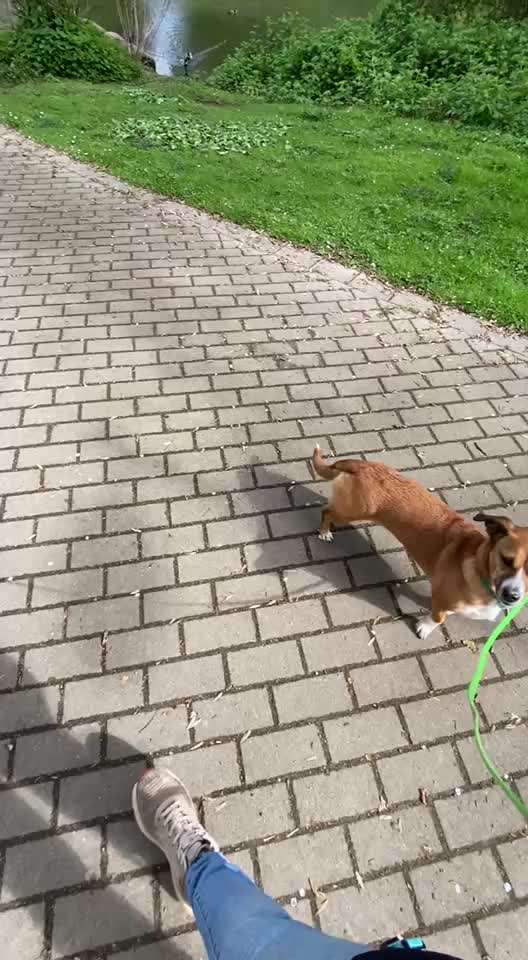 Nr. 71 - Leinenführigkeit (Impulskontrollübung)-Beitrag-Bild