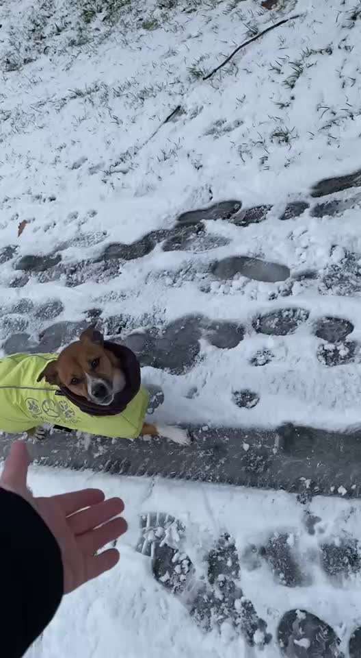 Impulskontrollübung Nr. 66 Reichmann‘sche Richtungsumkehr-Beitrag-Bild