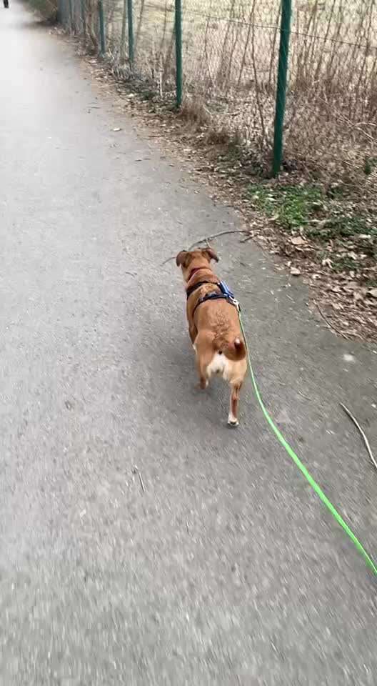 50. Impulskontrolle Übung: Verfolgen-Beitrag-Bild