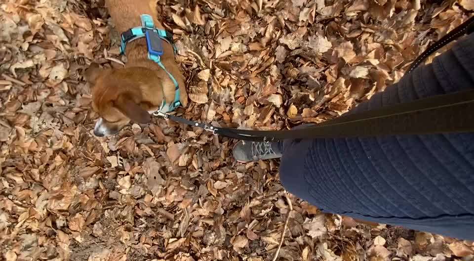 31. Impulskontrollübung: Artgenossen-Beitrag-Bild