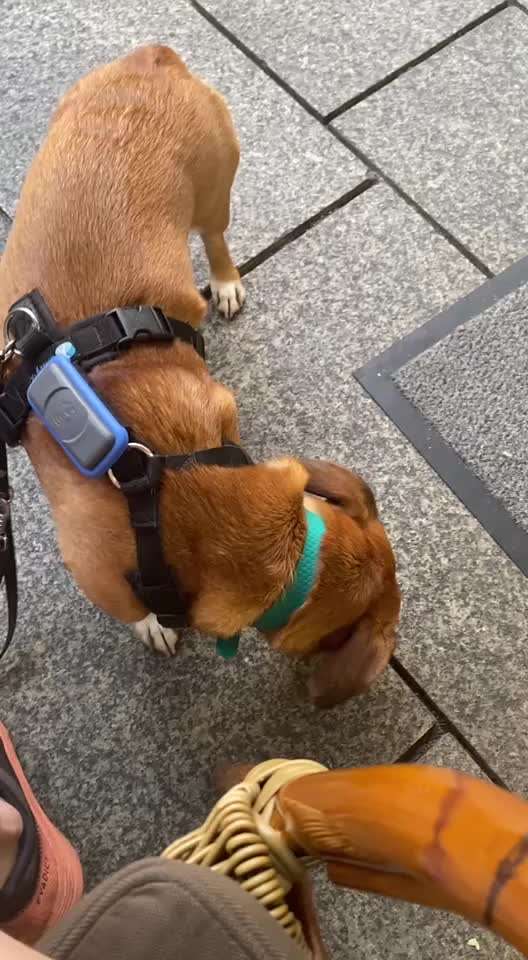 TierschutzhundeStammtisch🐕-Beitrag-Bild