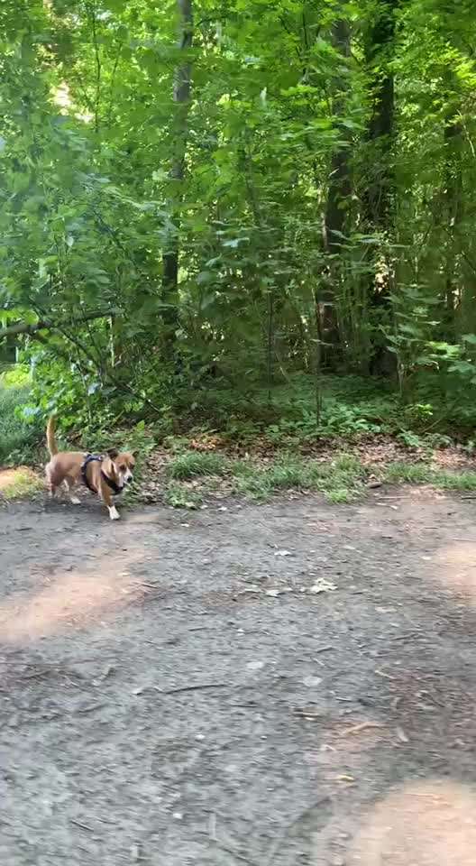 "Notfall"-Reaktion bei Leinenreaktivität-Beitrag-Bild