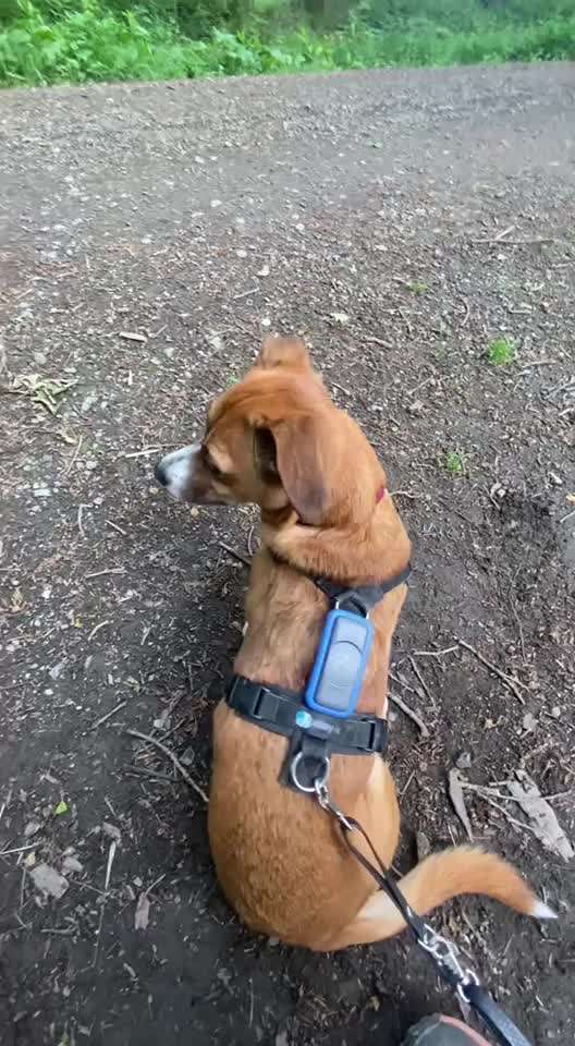 34. Impulskontrollübung "Ruhe an fremden Orten"-Beitrag-Bild