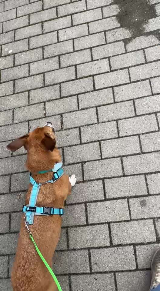 Nr. 71 - Leinenführigkeit (Impulskontrollübung)-Beitrag-Bild