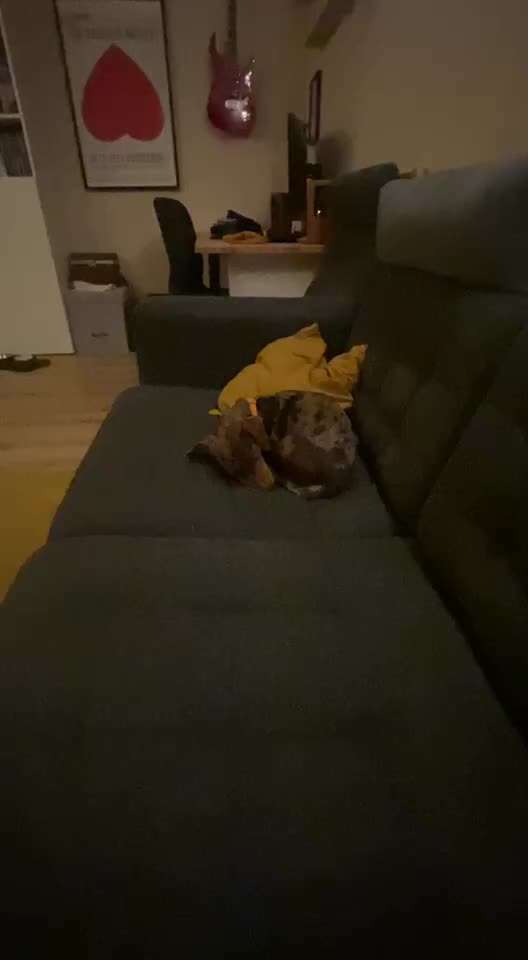 31. Impulskontrollübung: Artgenossen-Beitrag-Bild