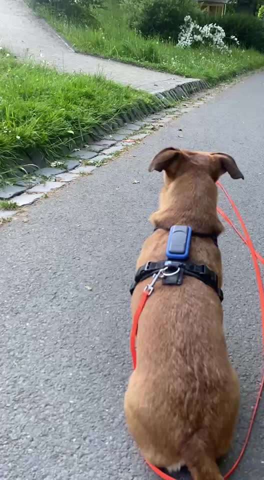 Hund hat Maus gegessen-Beitrag-Bild