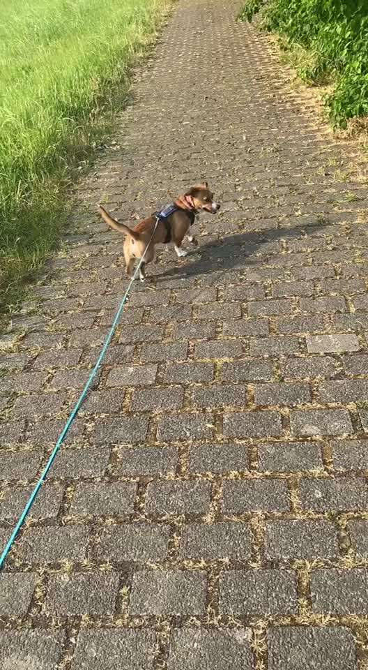 TierschutzhundeStammtisch🐕-Beitrag-Bild