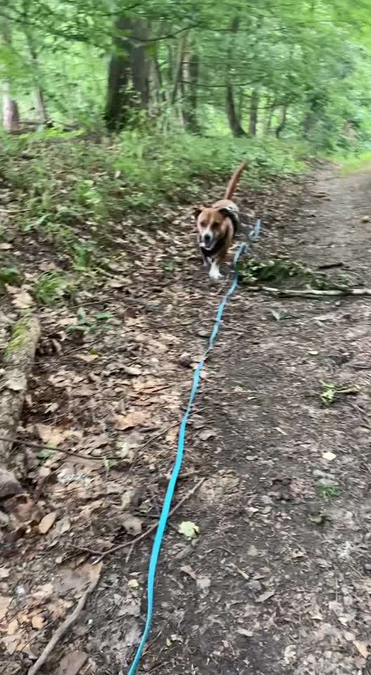 TierschutzhundeStammtisch🐕-Beitrag-Bild