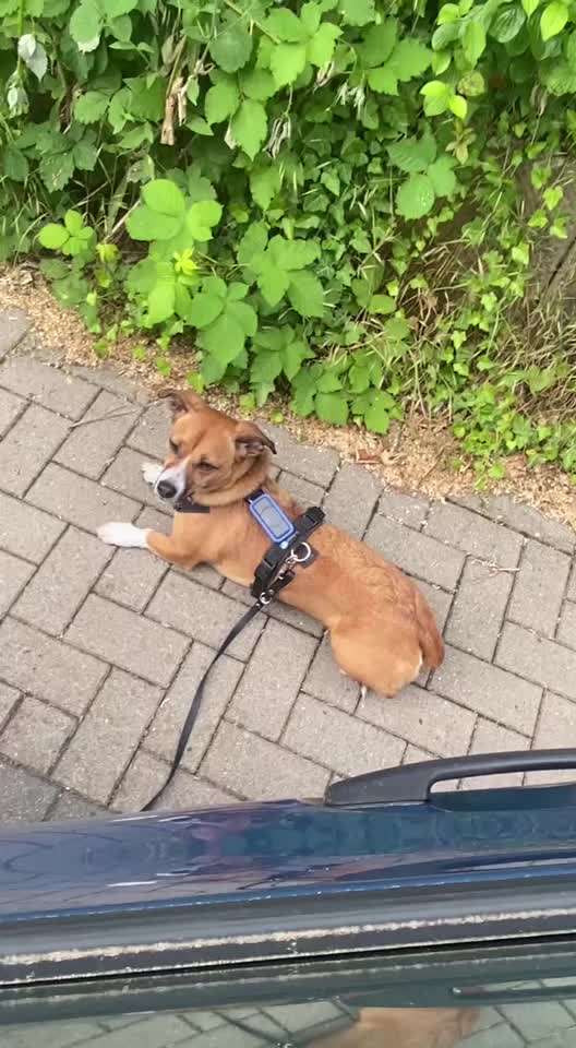 34. Impulskontrollübung "Ruhe an fremden Orten"-Beitrag-Bild