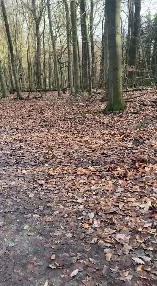 Impulskontrollübung Nr. 66 Reichmann‘sche Richtungsumkehr-Beitrag-Bild