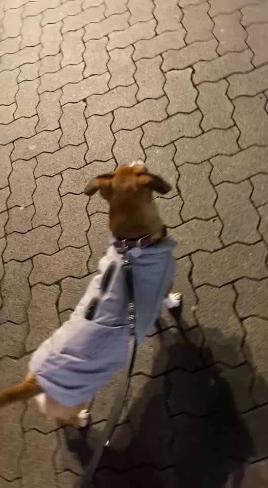 TierschutzhundeStammtisch🐕-Beitrag-Bild