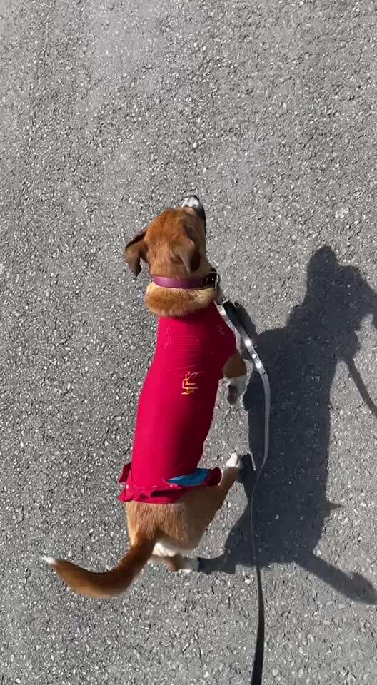 TierschutzhundeStammtisch🐕-Beitrag-Bild