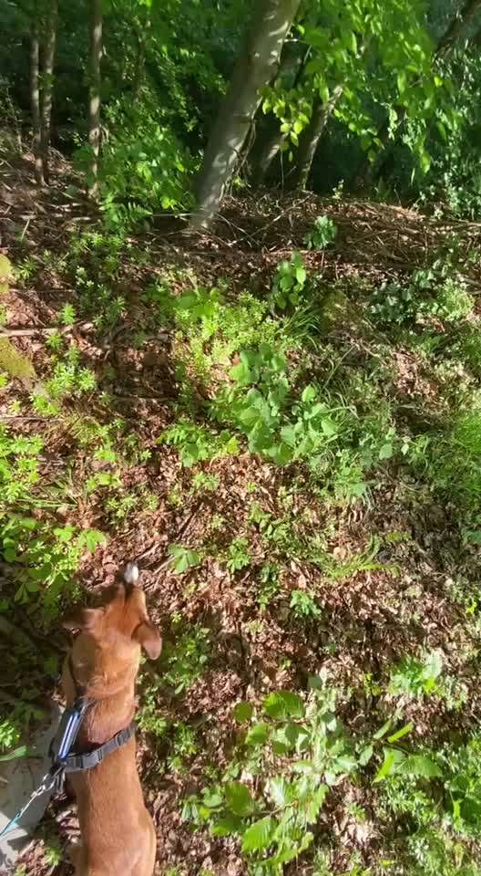 TierschutzhundeStammtisch🐕-Beitrag-Bild