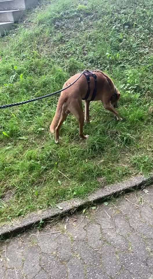 TierschutzhundeStammtisch🐕-Beitrag-Bild