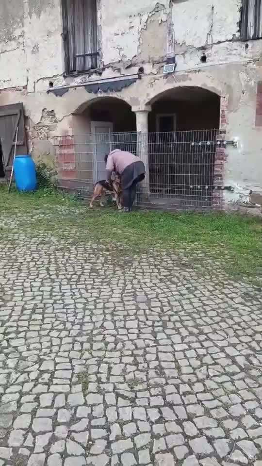 Hund läuft nicht an der Leine-Beitrag-Bild