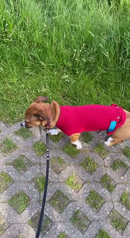 TierschutzhundeStammtisch🐕-Beitrag-Bild