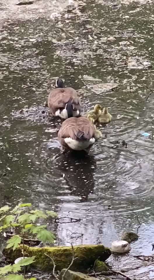 TierschutzhundeStammtisch🐕-Beitrag-Bild