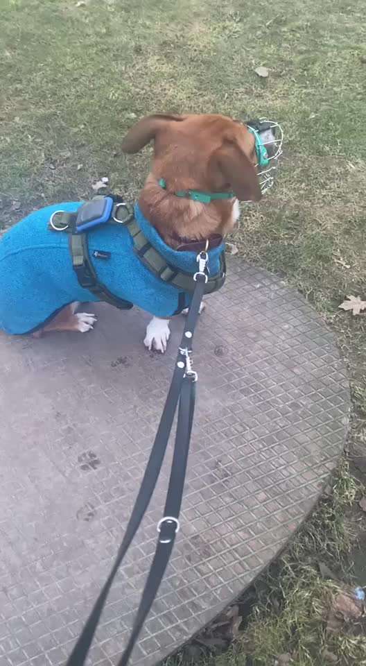 TierschutzhundeStammtisch🐕-Beitrag-Bild