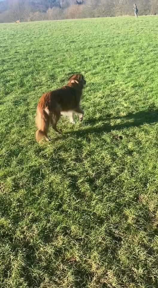 TierschutzhundeStammtisch🐕-Beitrag-Bild