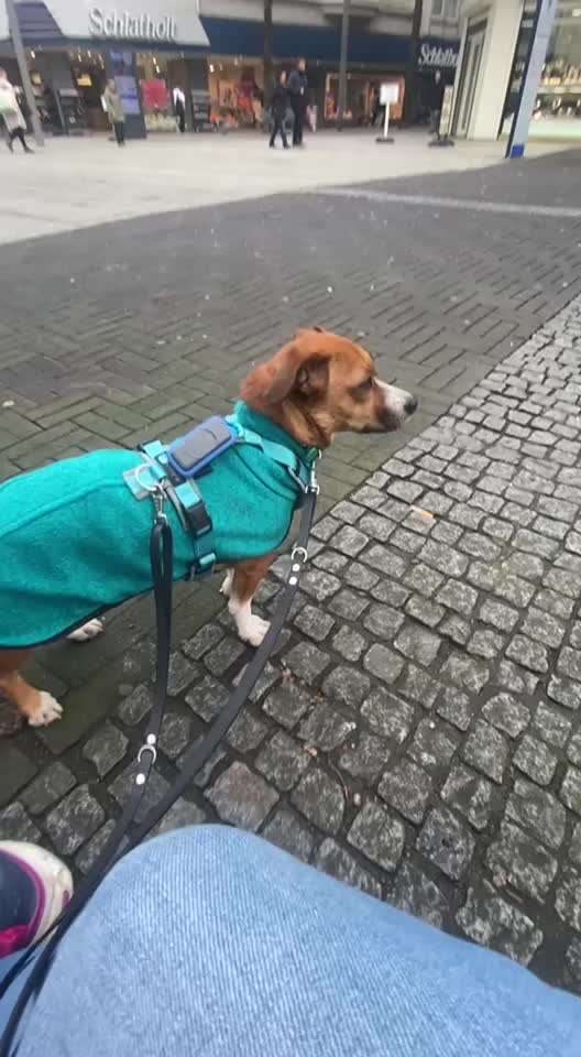 TierschutzhundeStammtisch🐕-Beitrag-Bild