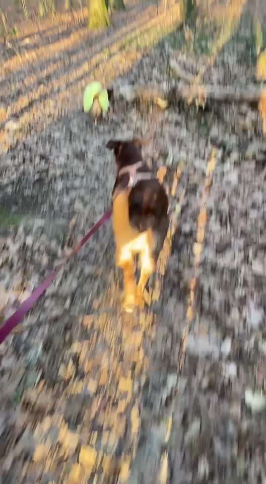 TierschutzhundeStammtisch🐕-Beitrag-Bild