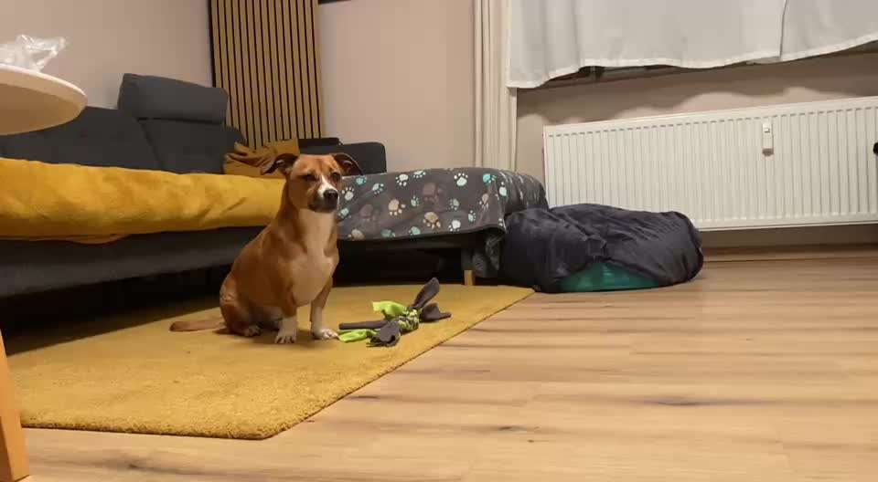 Hündin knurrt bei Leckerli weg nehmen..-Beitrag-Bild