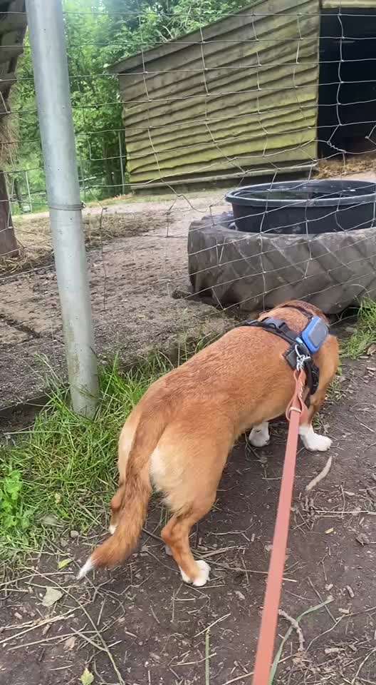 Hund hat Maus gegessen-Beitrag-Bild