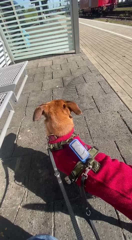 TierschutzhundeStammtisch🐕-Beitrag-Bild