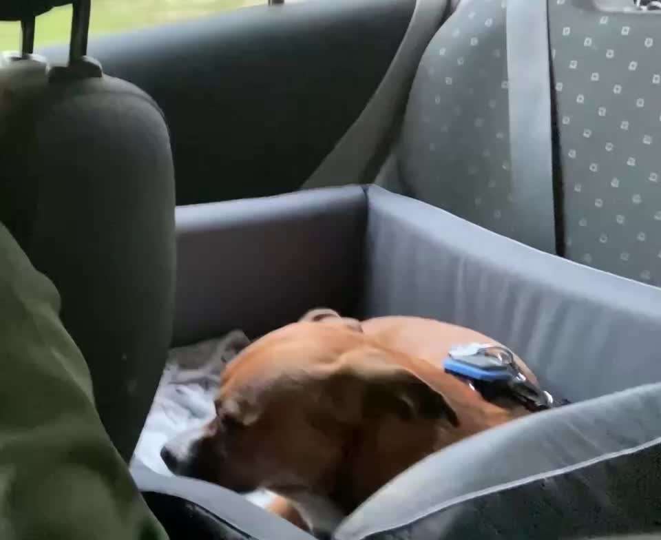 Hecheln bei der Autofahrt - längere Fahrten-Beitrag-Bild