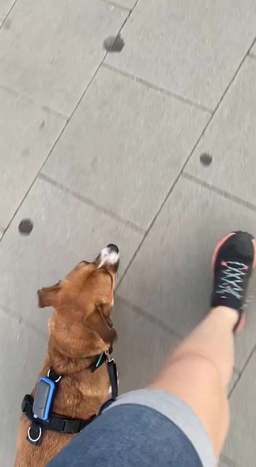 TierschutzhundeStammtisch🐕-Beitrag-Bild