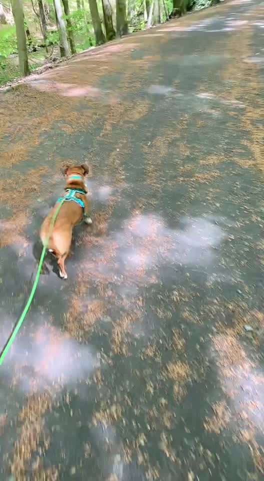 Nr. 71 - Leinenführigkeit (Impulskontrollübung)-Beitrag-Bild