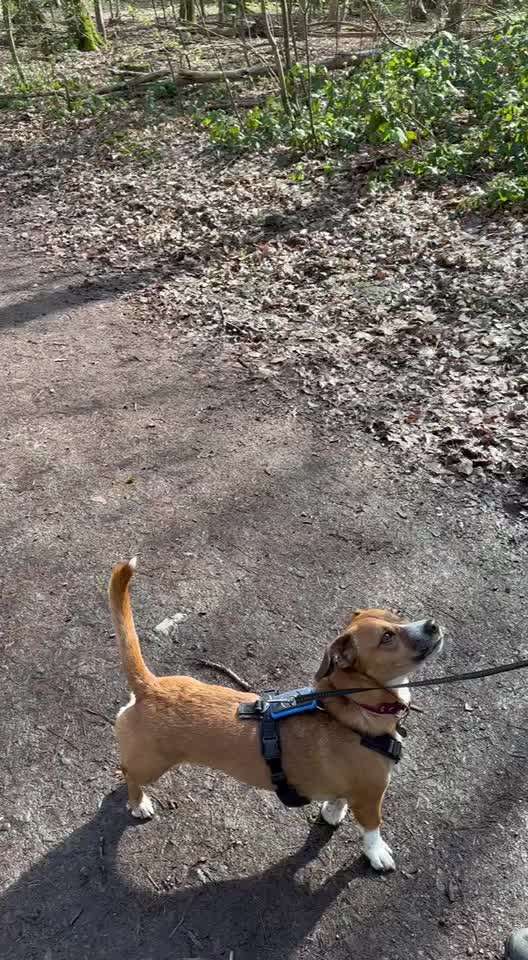 TierschutzhundeStammtisch🐕-Beitrag-Bild