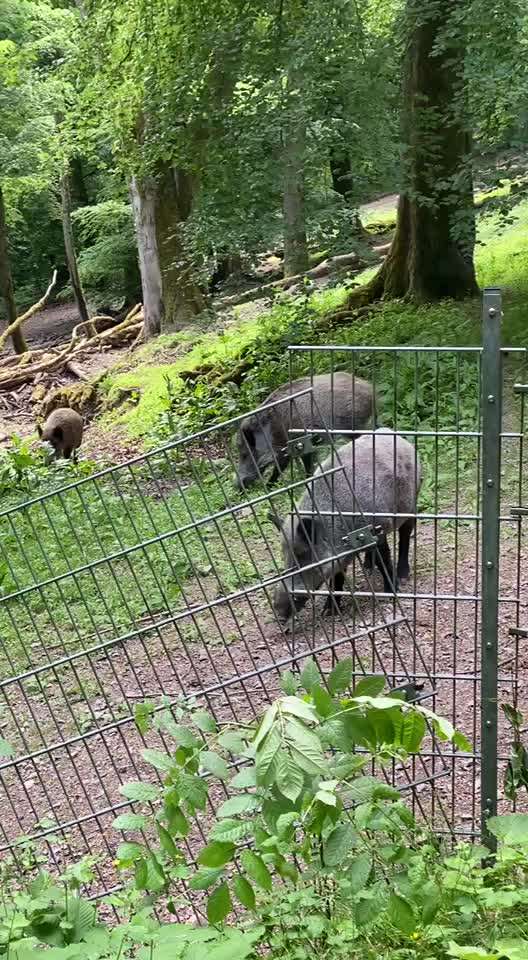 "Wege zur Freundschaft" (Ulli Reichmann)-Beitrag-Bild