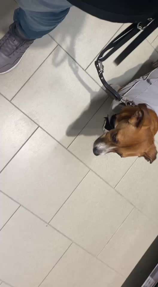 TierschutzhundeStammtisch🐕-Beitrag-Bild