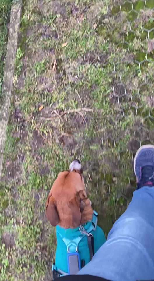 TierschutzhundeStammtisch🐕-Beitrag-Bild