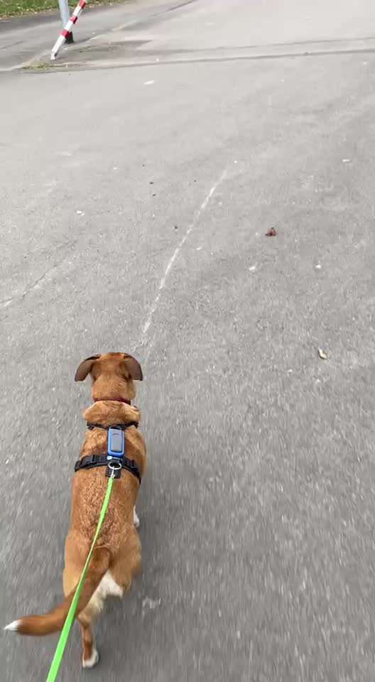 50. Impulskontrolle Übung: Verfolgen-Beitrag-Bild