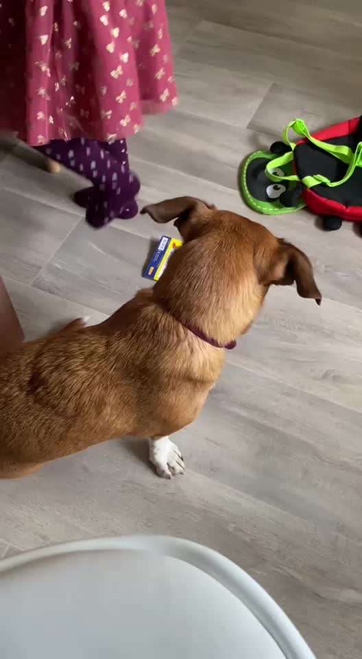 TierschutzhundeStammtisch🐕-Beitrag-Bild