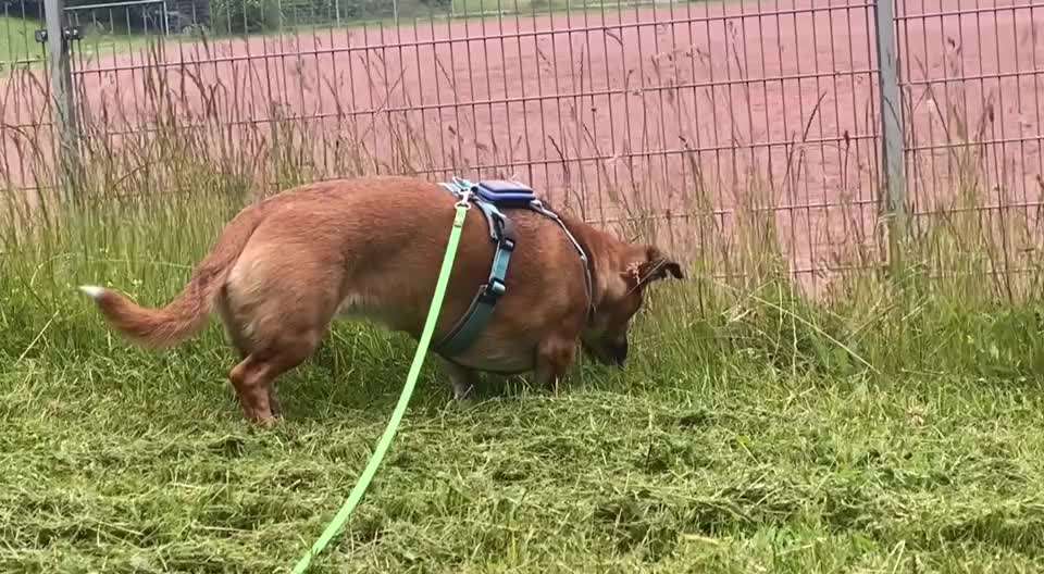 Hund hat Maus gegessen-Beitrag-Bild