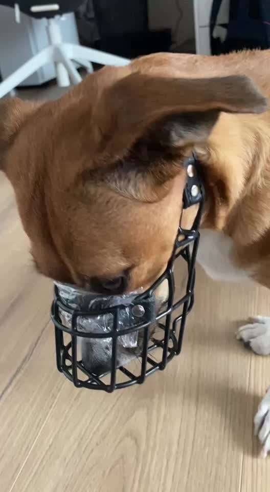 Wie sitzt mein Maulkorb / Maulkorb-Beratung-Beitrag-Bild